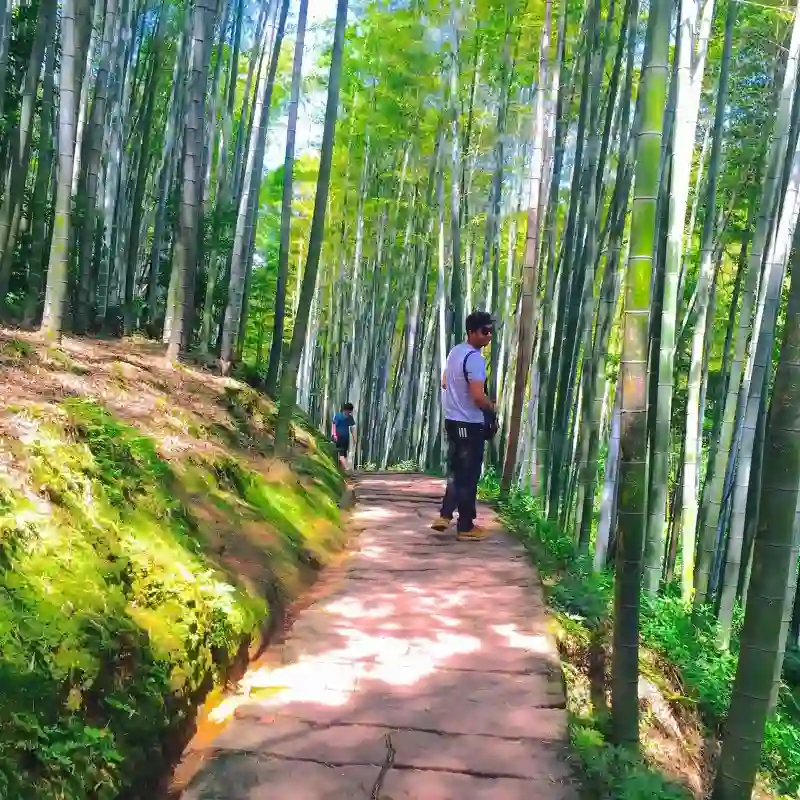Svamitva Terravana Svamitva Terravana bamboo trail surrounded by greenery